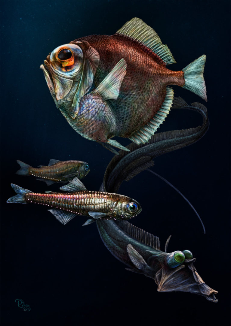 Our research on deep-sea fish vision published in Science! | Fish ...