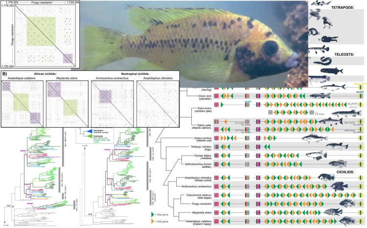 Hemoglobin gene repertoire in teleost fishes published | Fish Evolution ...